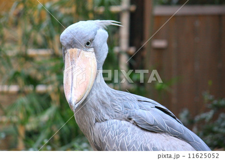 ハシビロコウ 11625052