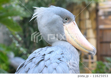 ハシビロコウ ハシビロコウ 11625053