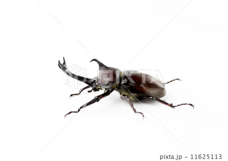 カブトムシ 11625113