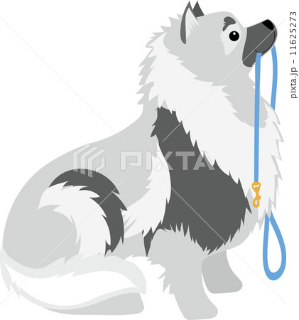 Keeshond Leash 11625273