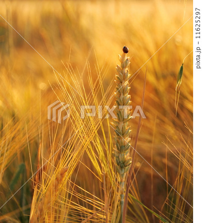Wheat, rye, oats with ladybug 11625297
