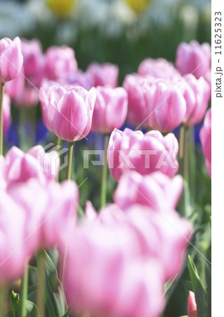 チューリップ畑 11625323