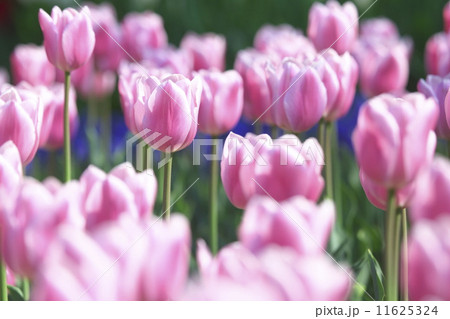 チューリップ畑 11625324