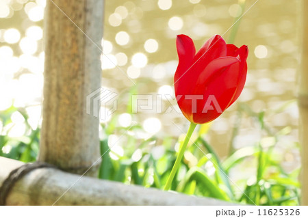 チューリップ 11625326