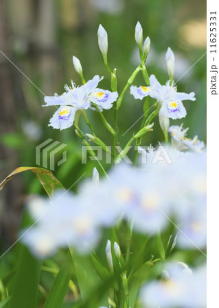 しゃがばたけ 11625331