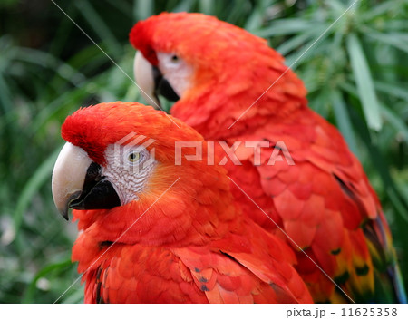 Scarlet Macaw 11625358