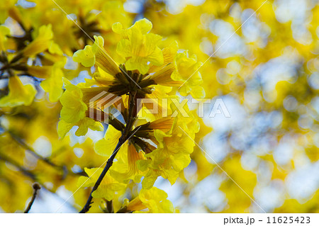 Tree of Gold Tree of Gold 11625423