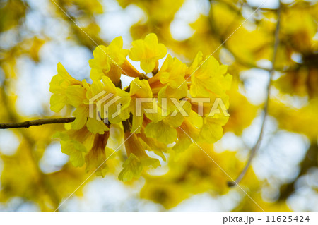 Tree of Gold 11625424