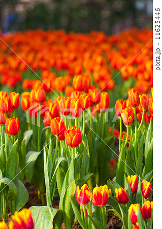 Orange tulips in the garden 11625446