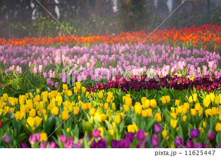 colorful tulips in the garden 11625447