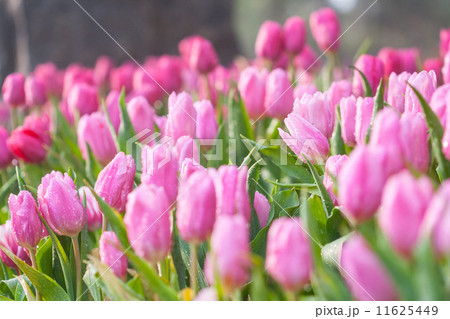 pink tulips 11625449