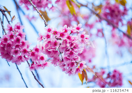Cherry Blossom Cherry Blossom 11625474