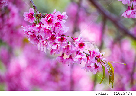 Cherry Blossom 11625475