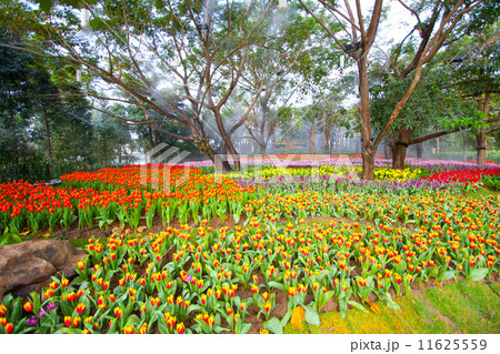 colorful tulips in the garden colorful tulips in the garden 11625559