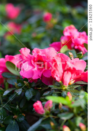 Pink flower  11625560