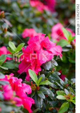 Pink flower  11625562