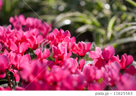 Pink flower  11625563