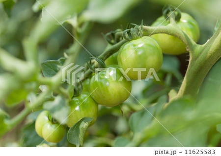 ミニトマト 11625583