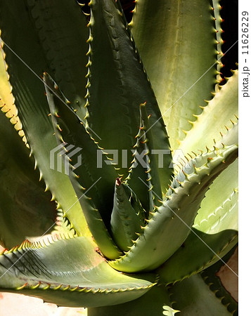 黒をバックにしたアロエ 11626229