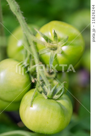 fresh green tomatoes in greenhouse fresh green tomatoes in greenhouse 11626244