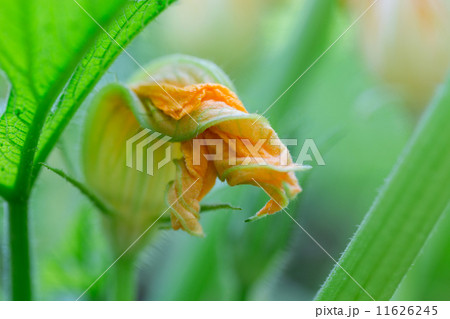 squash orange flower with green leafs 11626245