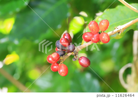 アラビカコーヒー 11626464