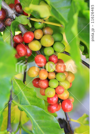 アラビカコーヒー 11626465