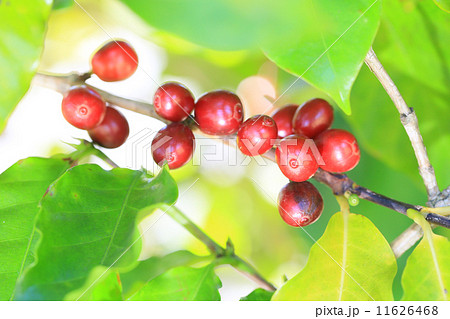 アラビカコーヒー 11626468