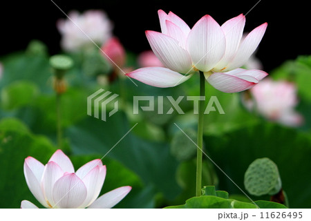 古河総合公園の古代蓮 11626495