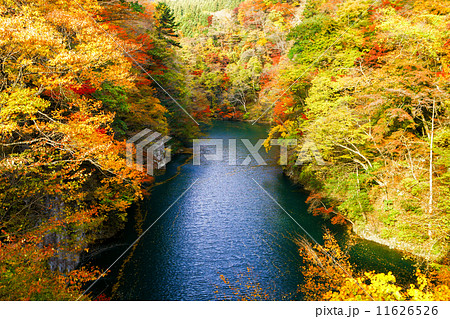 猿ヶ京紅葉 11626526