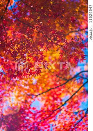 紅葉景色 11626647