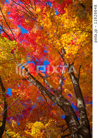 紅葉景色 11626648