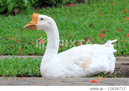 goose goose 11626712