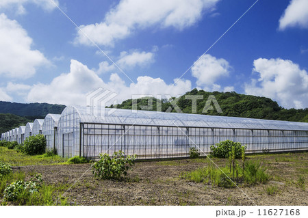 ビニールハウス 11627168