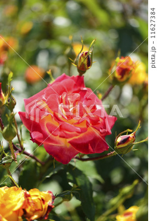 トロピカル サンセット バラ の写真素材