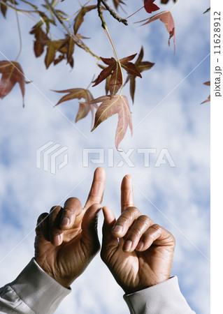 Close up of African man's hands pointing at leaves Close up of African man's hands pointing at leaves 11628912