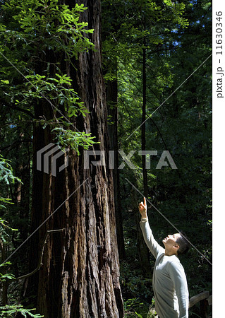 Asian man pointing up at tree 11630346