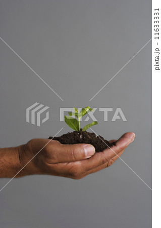 Close up of hand holding mound of dirt and plant Close up of hand holding mound of dirt and plant 11633331