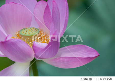 ハス ハス 11634356