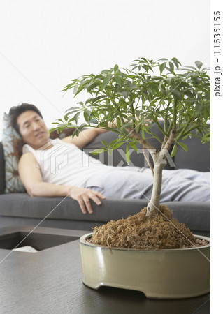 Asian man looking at bonsai tree 11635156