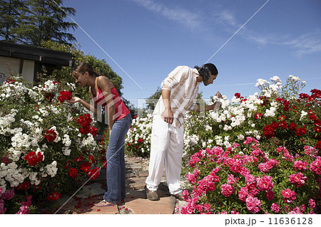 Multi-ethnic couple smelling flowers 11636128