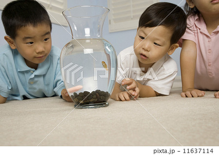 Asian brothers looking at fish 11637114