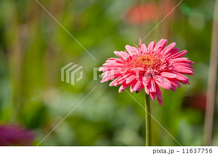 Gerberas blur background 11637756