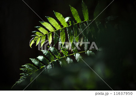 Fern Fern 11637950
