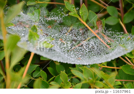 蜘蛛の巣４ 11637961