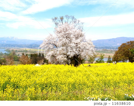 菜の花と桜 飯山市の菜の花公園 の写真素材