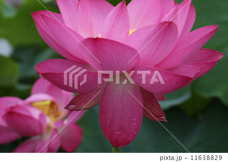 ハスの花と水滴 11638829