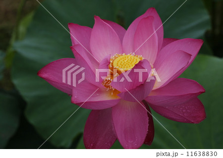 ハスの花 11638830