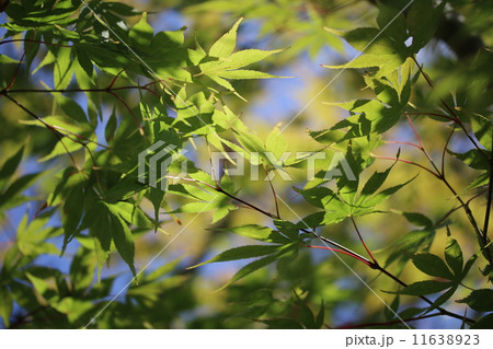 夏の紅葉 11638923