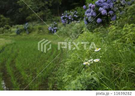 ハルジオンとアジサイ 11639282